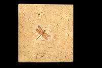 Insecte fossile (Libellule, Albien-Aptien, Brésil)